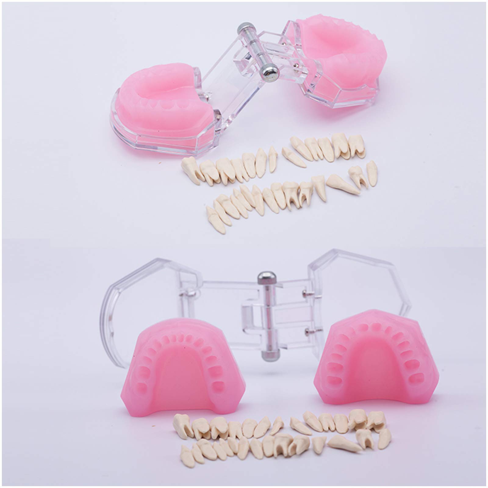 Sjdopulse Pink Typodont Teeth Model Teeth Teaching Model Simulation Oral Tooth Teeth Demonstration Model With Removable Teeth For Dental School Study Teaching Study Display (Pink)