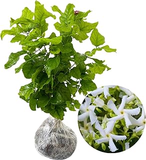 2 Blooming Jasmine Plants Live, Star Jasmine Live Plant, 4 to 7 Inc Tall Indoor Outdoor
