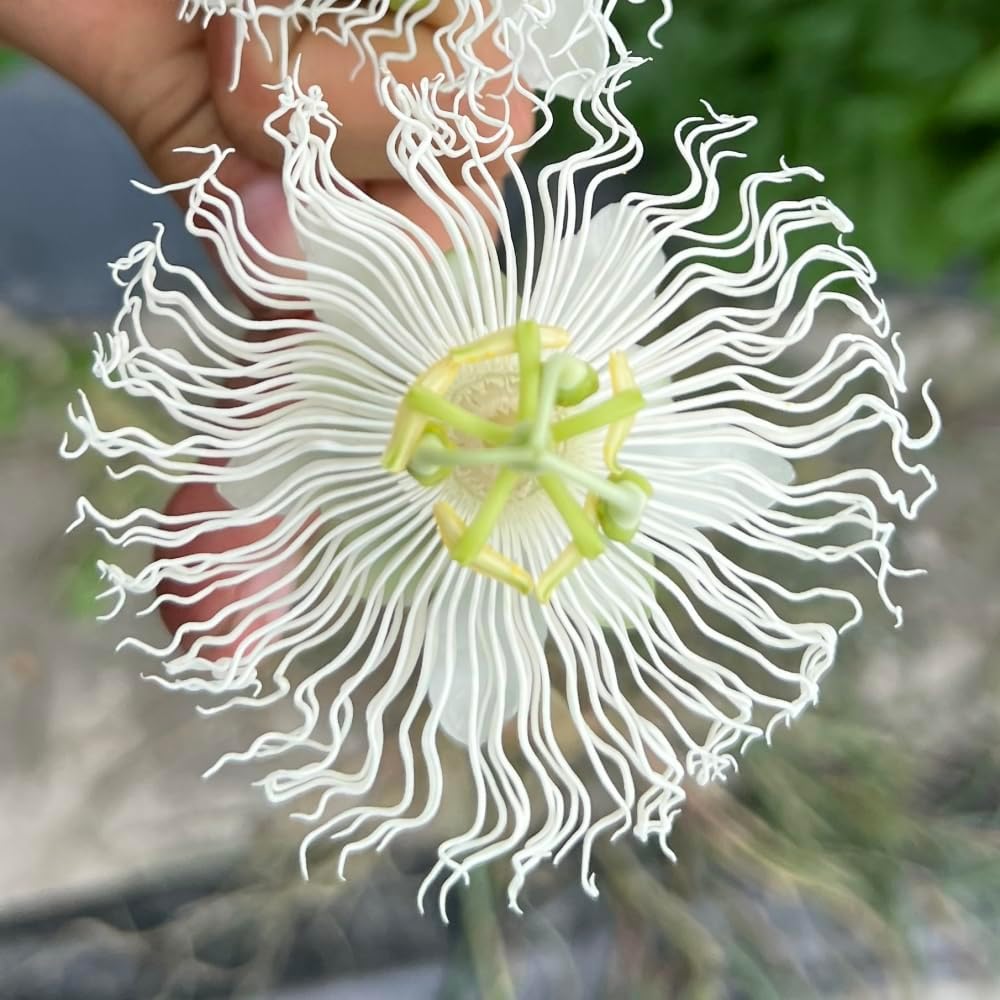 Passiflora 'Cooltropics Snowstar' - Stunning White Passionflower with Unique Star-Shaped Blooms Ideal for Trellises & Garden Walls - 1X or 3X 9cm Pots by Thompson and Morgan
