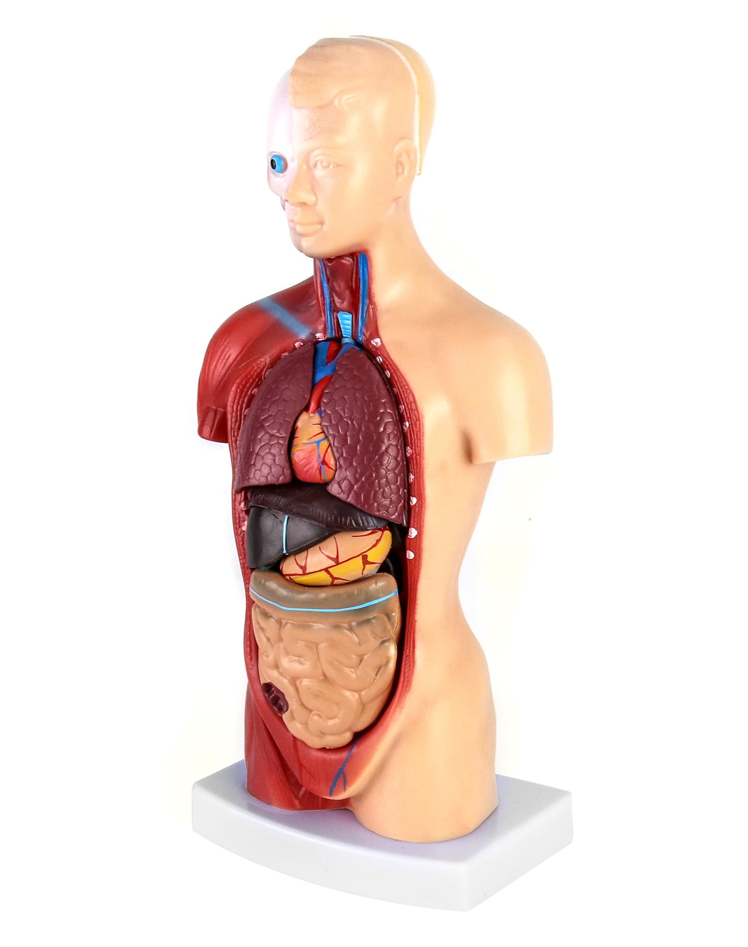 QWORK® 15 Pezzi Modello di Anatomia Umana - Cranio Cervello Torso e Organi Interni - per Studenti di Medicina Medici e Insegnanti - 28 cm