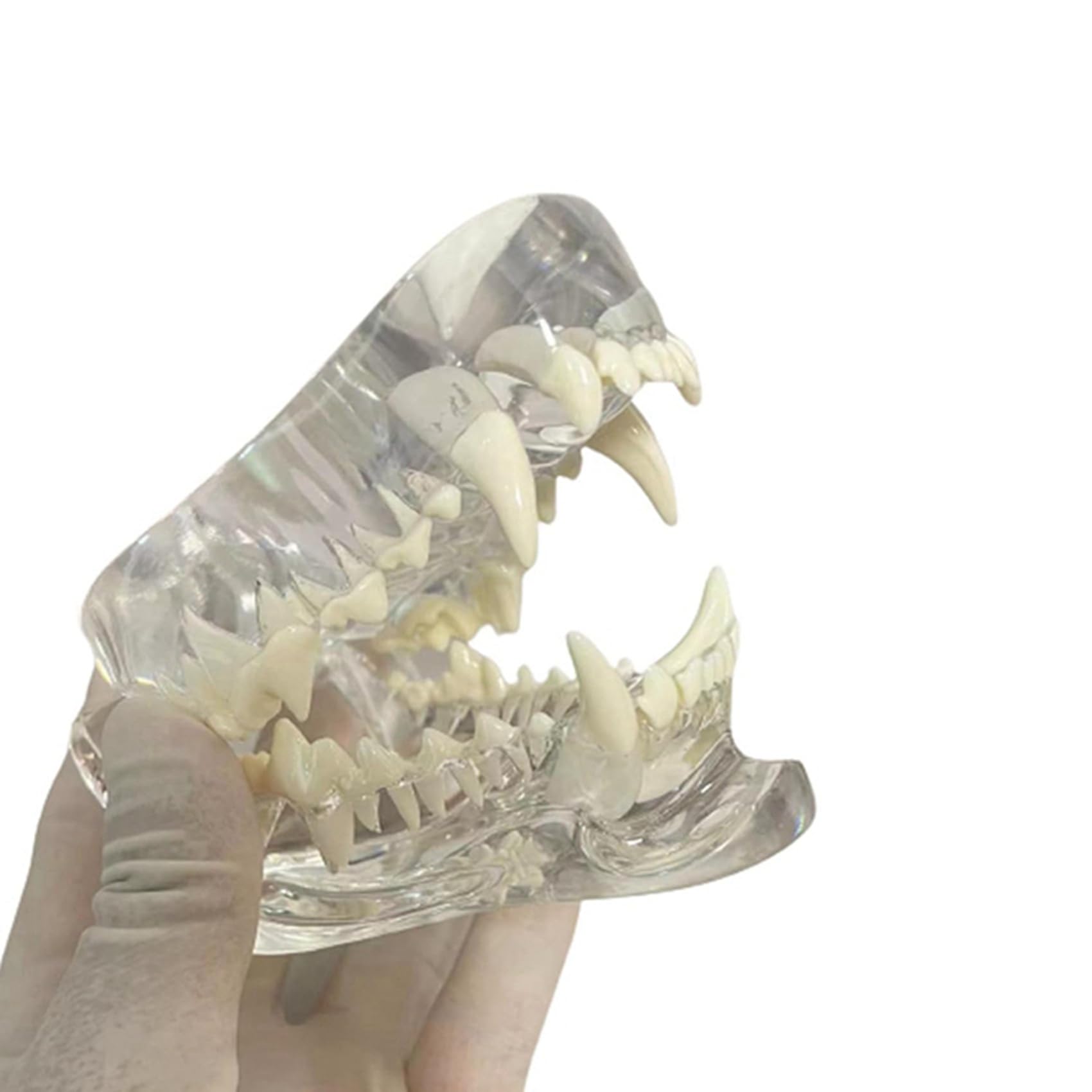 2X Denti Canini Trasparenti Modello Anatomico Animali Dentali Mascella Dentale per Strumento Educativo Veterinario (Cane)