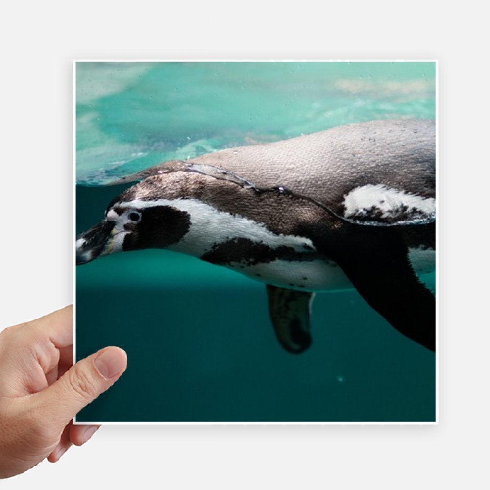 Pegatinas cuadradas de organismos marinos DIYthinker de 20cm para pared y maleta pack de 4