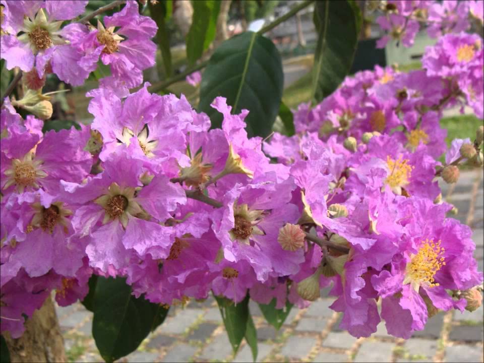 SRI SAI FORESTRY Lagerstroemia Speciosa Tree Seeds (Pride of India), Avenue Flower Seed - 100 Gram (B08LSB945Y) Amazon Price History, Amazon Price Tracker