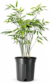 Fernleaf Bamboo | 1 Large Trade Gallon Size Plant | Bambusa multiplex | Clumping Bamboo Privacy Screens | Fast Growing Ornamental Hedge Gardens Walkways Borders Landscapes Foundation Accent Use
