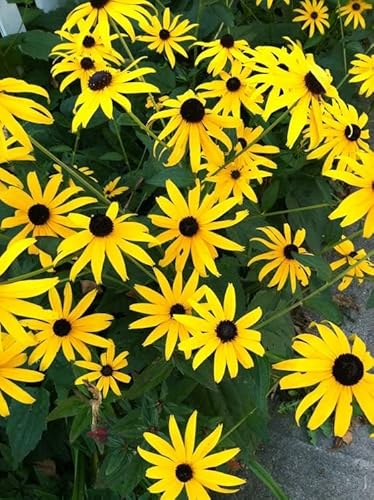 Blackeyed Susan (Rudbeckia hirta) Live Plant in 2.5 inch Pot - Organic Native Pollinator Plant by Smoke Camp Crafts Blackeyed Susan (Rudbeckia hirta) Live Plant in 2.5 inch Pot - Organic Native Pollinator Plant by Smoke Camp Crafts