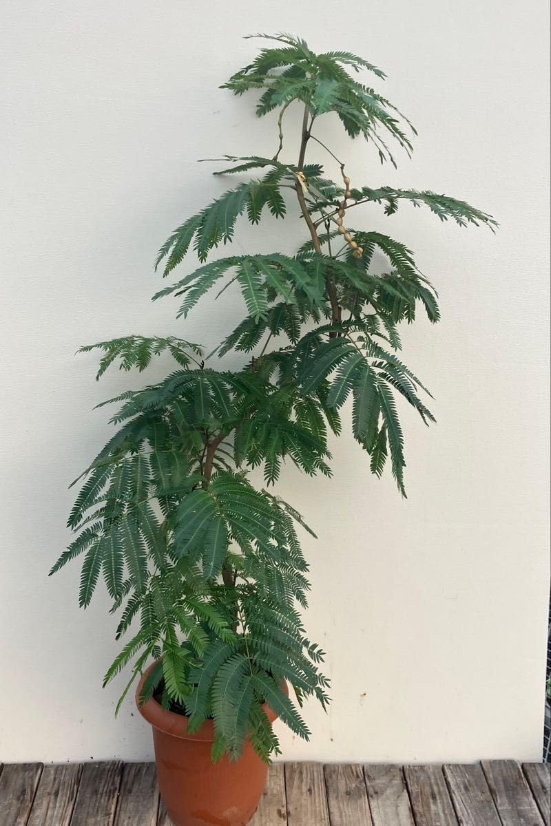 エバーフレッシュ 3 合成樹脂鉢 お皿付き エバーフレッシュ 合成樹脂鉢