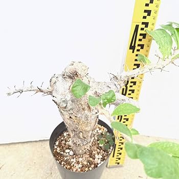 【発根済】セサモタムナス ブッセアヌス　現地球 セサモタムナス：ブッセアヌス 5号22-02 の通販 | 園芸ネット