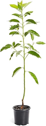 Árbol de aguacate resistente al frío Brighter Blooms  Exótico Delicioso y resistente al clima  Invernadero cultivado injertado no cultivado para