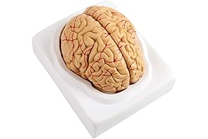 Human Brain Model for Neuroscience Research and Psychology Study