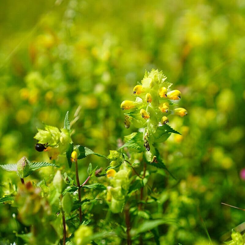 Buy4seeds 200 Seeds Wild Flower Yellow Rattle rhinanthus Minor Simple to Grow