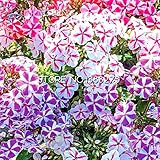 1 Pc 200pcs Phlox Semi genuino al 100% sementi biologiche Blooming Flower Garden impianto Casa semi Planter Pot Vendita!