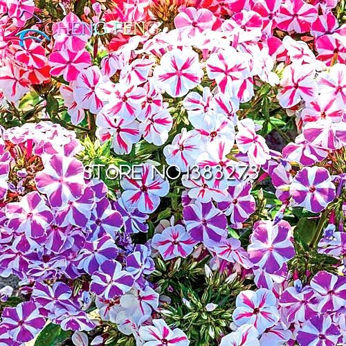 200pcs Phlox Semi genuino al 100% sementi biologiche Blooming Flower Garden impianto Casa semi Planter Pot Vendita!