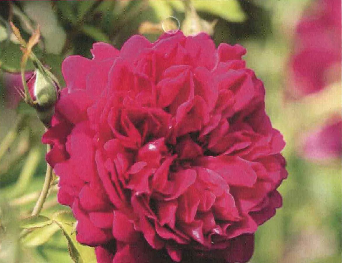 Moderne Romantikrose Thomas à Becket - Synonym Auswinston - Austin Rose - Duft ++