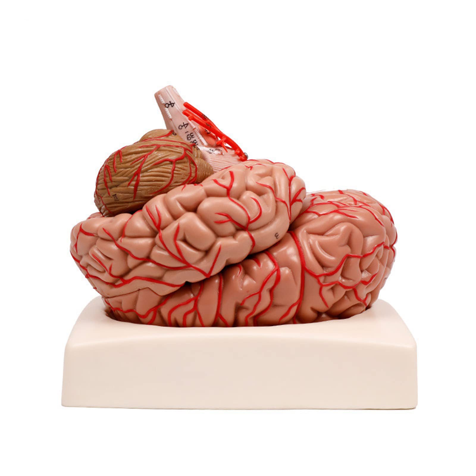 Human Brain Anatomy Model, Cerebral Artery Cerebrovascular Model, 9-Part Model Of Life Size Human Brain W/Display Base & Color-Coded for Science Classroom Study Display