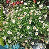 Semillas de margarita española - semillas de silvestres Erigeron karvinskianus - de jardín decoración 200pcs