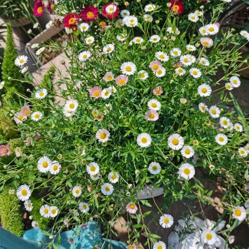 Semillas de margarita española - semillas de silvestres Erigeron karvinskianus - de jardín decoración 200pcs