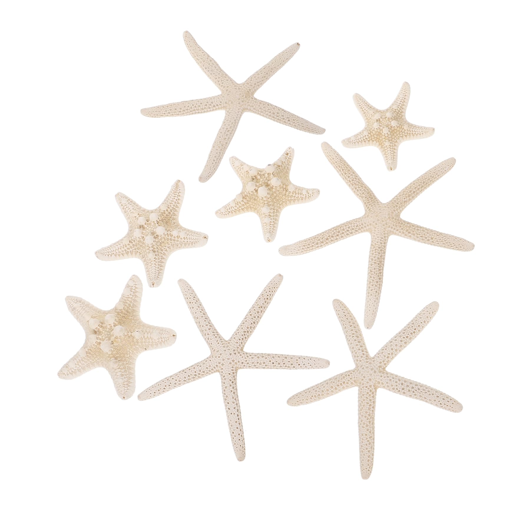 NUOBESTY 40 Piezas Botella de de Estrella de mar Concha Marina pequeña Concha de Vieira Decoración Acuario Manualidades Marinas decoración Decorativa de Estrellas de mar