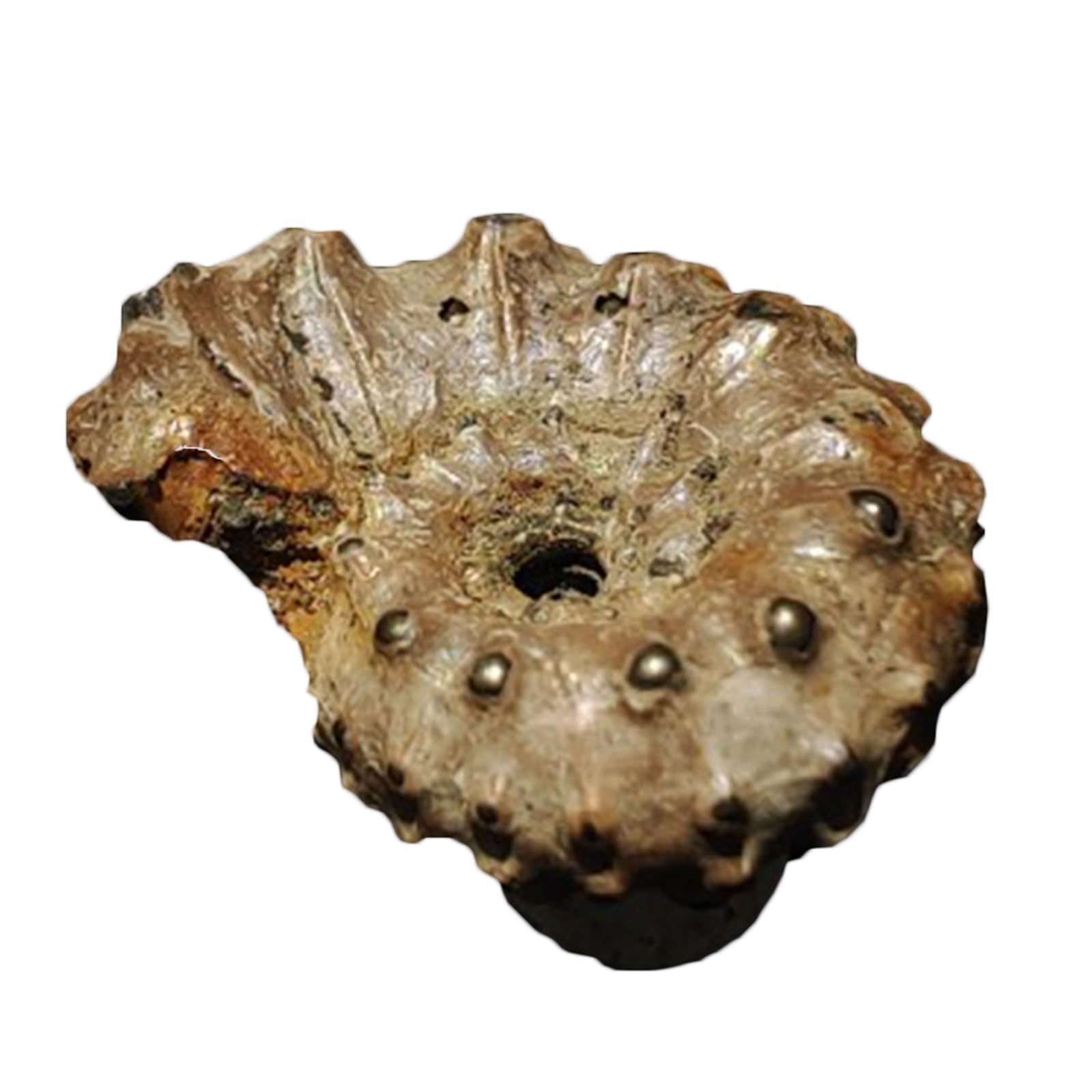 Fossile d'ammonite Naturel de paléontologie pour Collections de fossiles et à des Fins éducatives 23MM