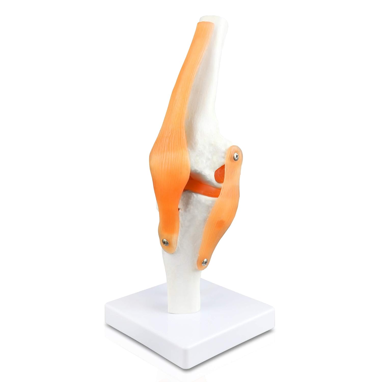 Vision Scientific VAJ212 Classic Functional Knee Joint, Articulate with Life-Like Synthetic Ligaments, Duplicating Half of Femur, Patella, Proximal Tibia and Fibula