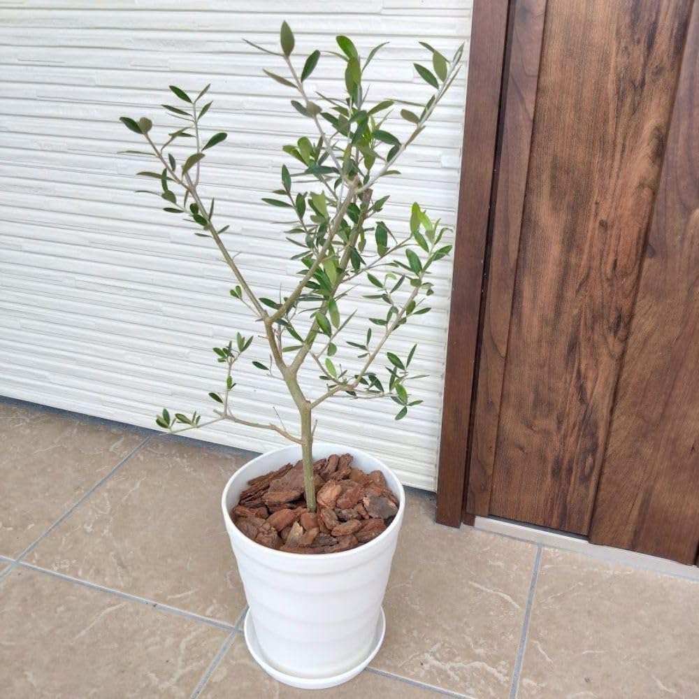 Amazon｜はじめてのオリーブの木栽培セット 6号鉢 選べる鉢カラー 植え