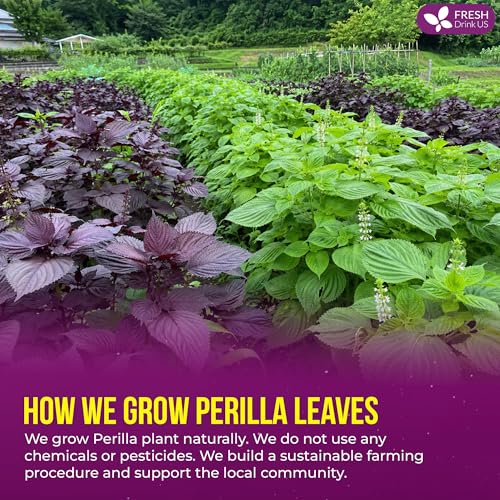Image of FreshDrinkUS, Premium 8oz Perilla Leaf Powder, 100% Natural & Pure, Herbal Tea, Daily Infusion Botanical, No Sugar, No Caffeine, No Gluten, Vegan. Rich in Antioxidants.