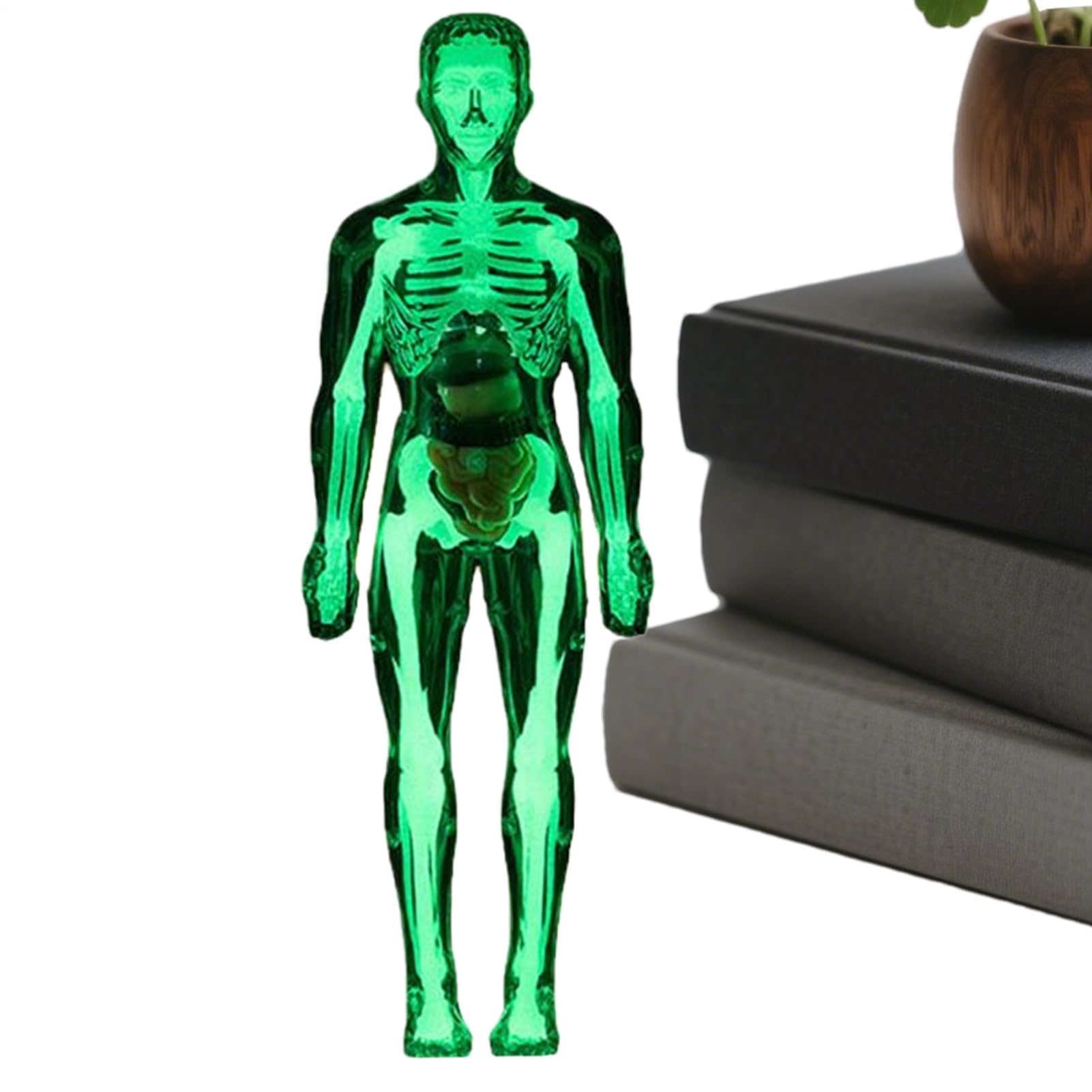 Zabawki anatomiczne dla - Naukowy model ludzkiego ciała, interaktywna figurka szkieletu do nauki w domu
