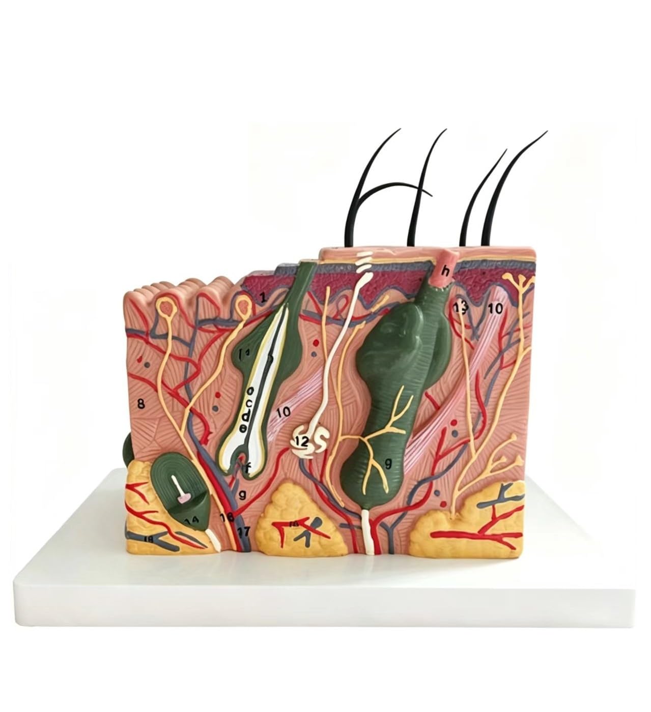 YNIYUJKL Skin Dissection Model, 35X Stereoscopic Enlarged Anatomical Skin Layer Structure Model With Hair For Medical Science Classroom Learning Teaching Display Medical,size_name-35X