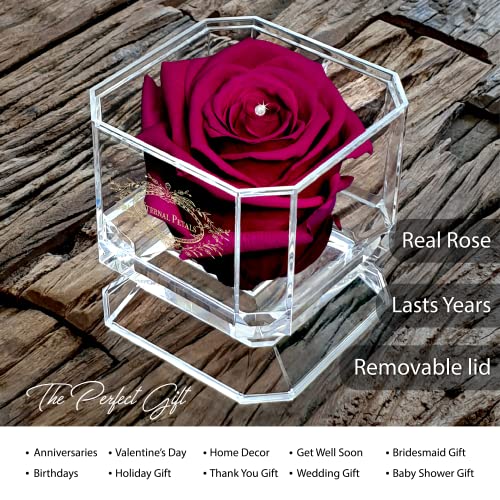 A 100% Real Rose That Lasts Years - Eternal Petals, Handmade in UK - Gold Solo with A Clear Crystal (Cherry) - Image 2