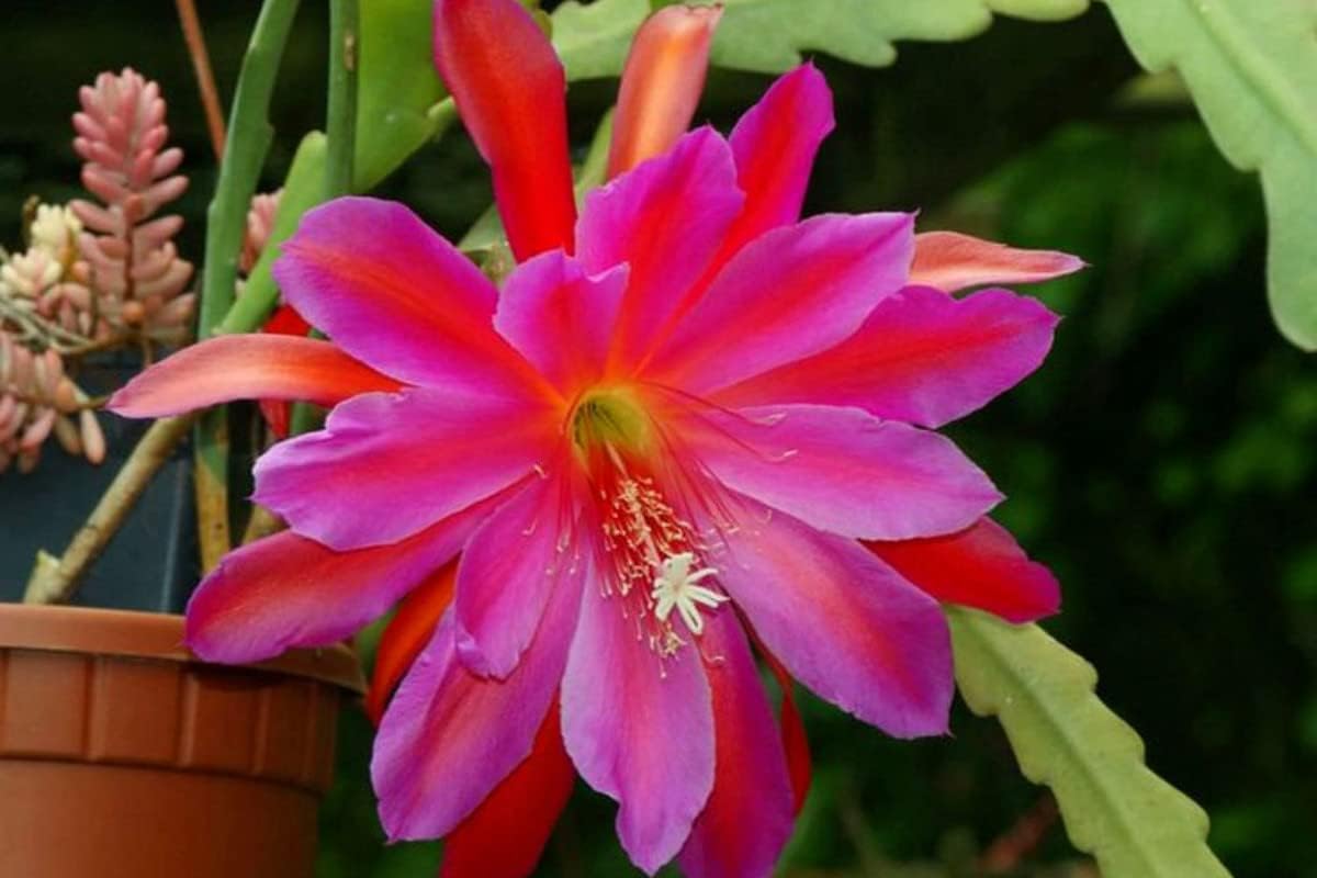 Purple Epiphyllum Orchid Cactus Cutting, 8 Inc to 10 Inc Tall, Succullent Plant Live, No Root
