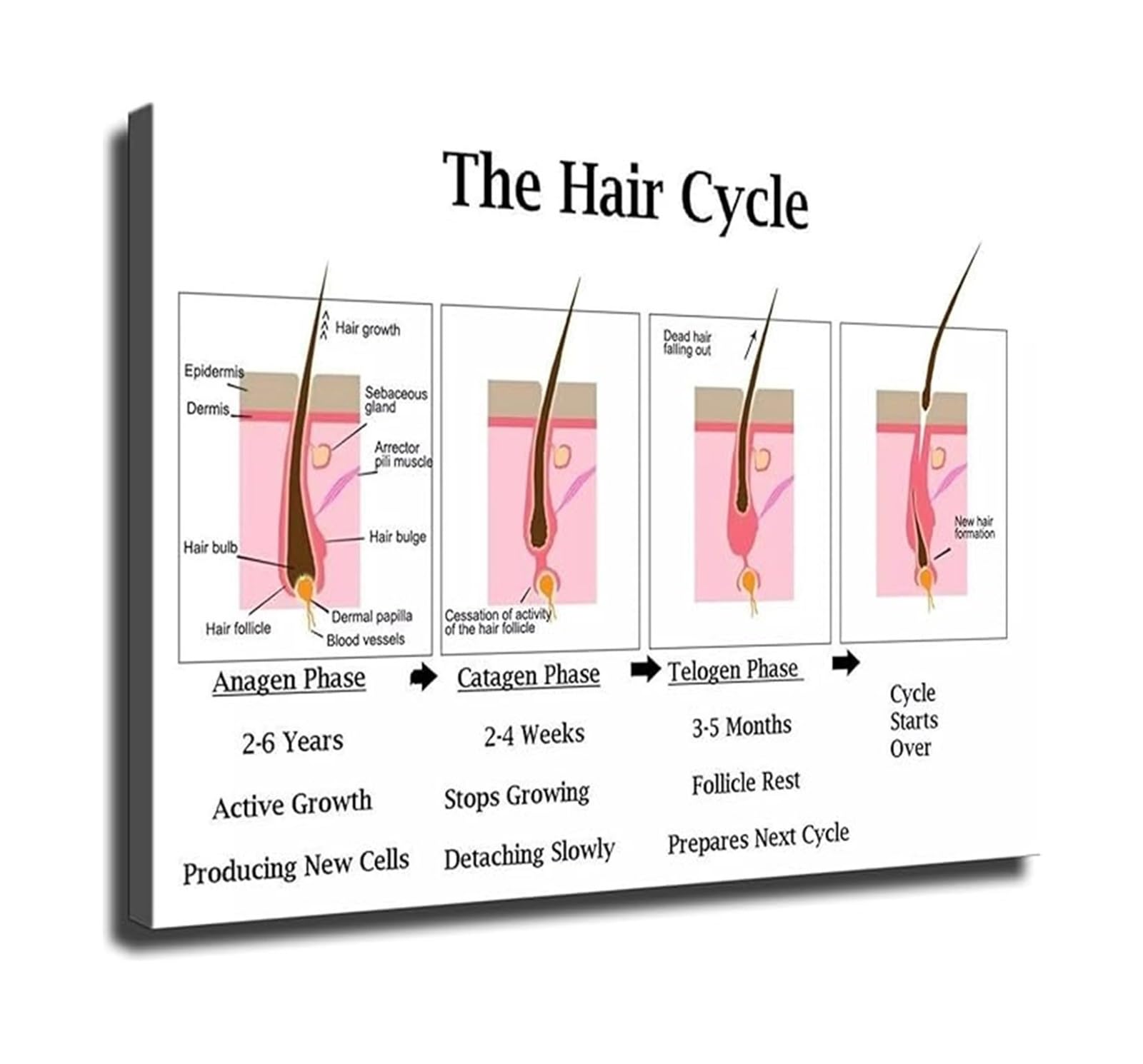 MDBJTCYZN Hair Stylist Reference Poster Hair Follicle Anatomy and Growth Cycle Chart Trichology Wall-Art for Beauty Salon Decor(Unframed,12x18inch(30x45cm))