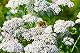 Schafgarbe Samen Achillea millefolium für den Garten