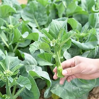 White-Flowered Kailan Seeds Chinese Kale Broccoli Choi Vegetable 200 Seeds