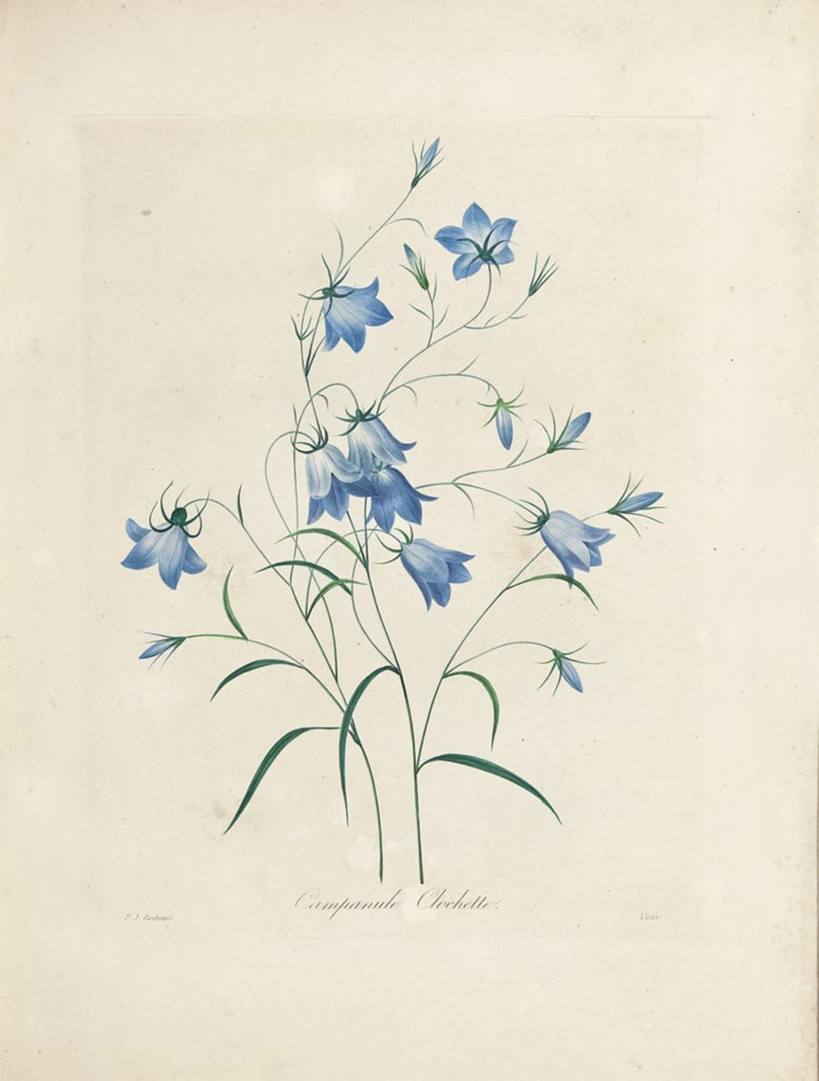 SERENDIPITP Aesthetic Poster Photo Wall Print Retro Picture Bluebells by Pierre Redouté Modern Wall Artwork for Home Decor 60x90cm