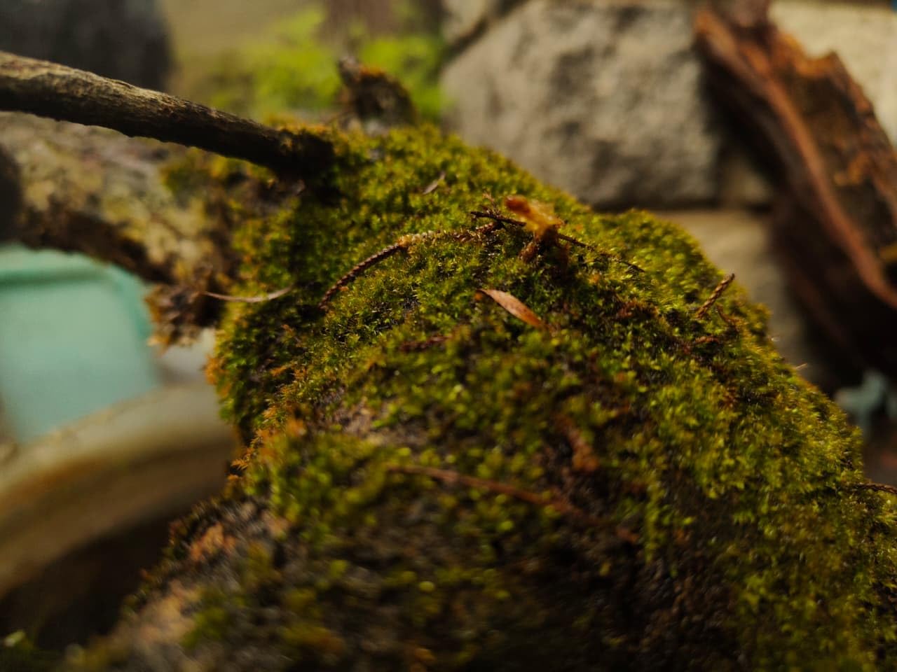 NDI Terrarium Moss, Parrot Green Creeping Wood Moss, 2x2 Inch Patch for High Humidity Terrariums 2