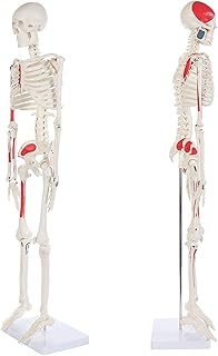 LAZRJ Mini Human Skeleton,85Cm Life-Size Skeleton Model Painted And Numbered 35" Anatomical Replica with Muscle Insertion And Origin Points, Removable Skull Cap Jaw, Durable Stand for Display And Study