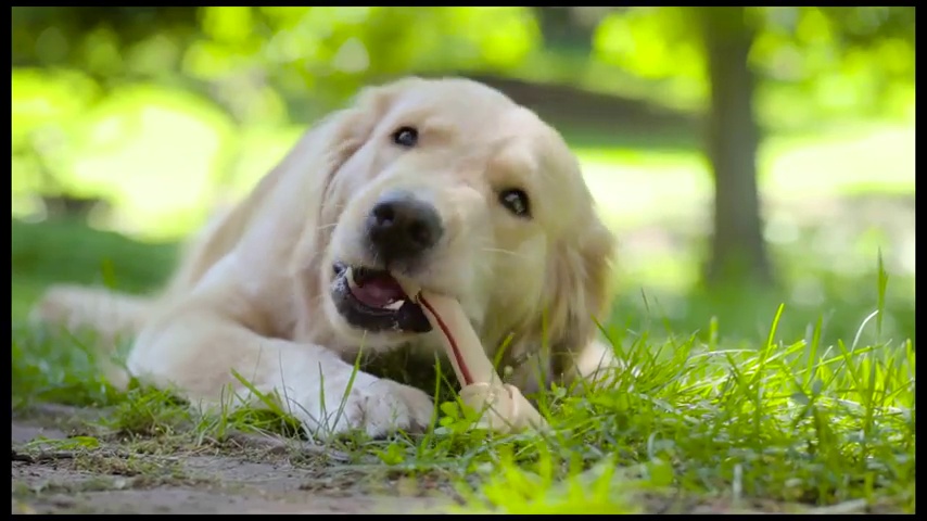 SmartBones Mini Chews With Real Peanut Butter 24 Count, Rawhide-FreeChews For Dogs - Image 2