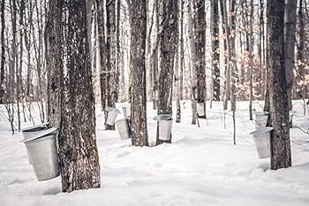 Amazon.com : Les BONBONS Richard Maple Syrup Lollipops 20g