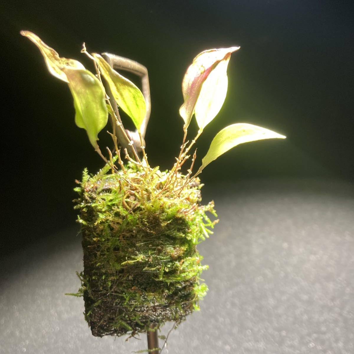 Amazon.co.jp: Lepanthes lucifer レパンテス レアパルダリウムエクア