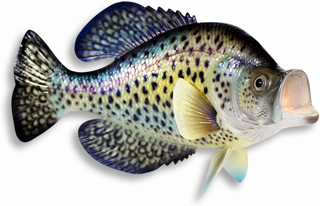 Hand Painted Crappie Fish Replica Wall Mount Decor Room Ornament Plaque 15"