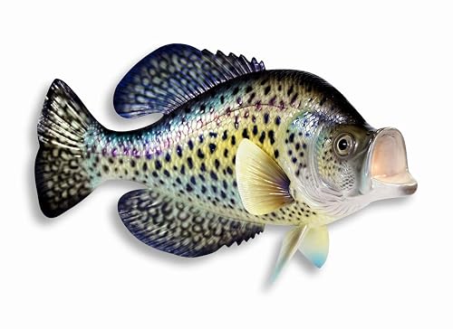 Hand Painted Crappie Fish Replica Wall Mount Decor Room Ornament