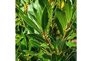 Laurus Nobilis Bay Leaf Tree Live Plant: Aromatic Herb for Culinary Delights