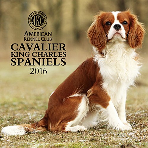 Dog Kennel Club Cavalier King Charles Puppies Westminster Kennel