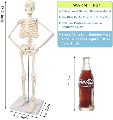 Miniatura 8 de Modelo de esqueleto humano científico para anatomía, modelo de cuerpo humano de 17.7 pulgadas de alto, con brazos y piernas movibles, estructuras de