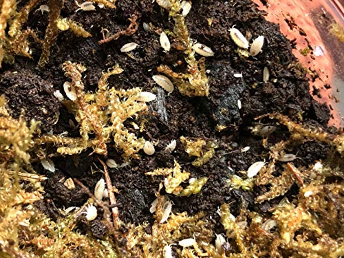 TruBlu Supply 20+ Count Live Dwarf White Isopods (T. Tomentosa) Bio-Active Cleaner Crew