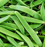 Romano Italian Green Bush Bean Premium Seeds for Planting Packet