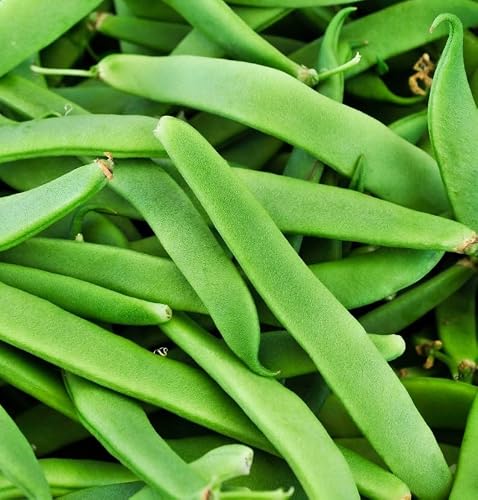 Sherwoods Seeds Romano Italian Green Bush Bean image