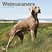Weimaraner 16-Monate Kalender 2019 mit freier Dog Days-App (Wall-Kalender) inkl. September-Dezember 2018 Mini-Kaleder (Multilingual Edition)