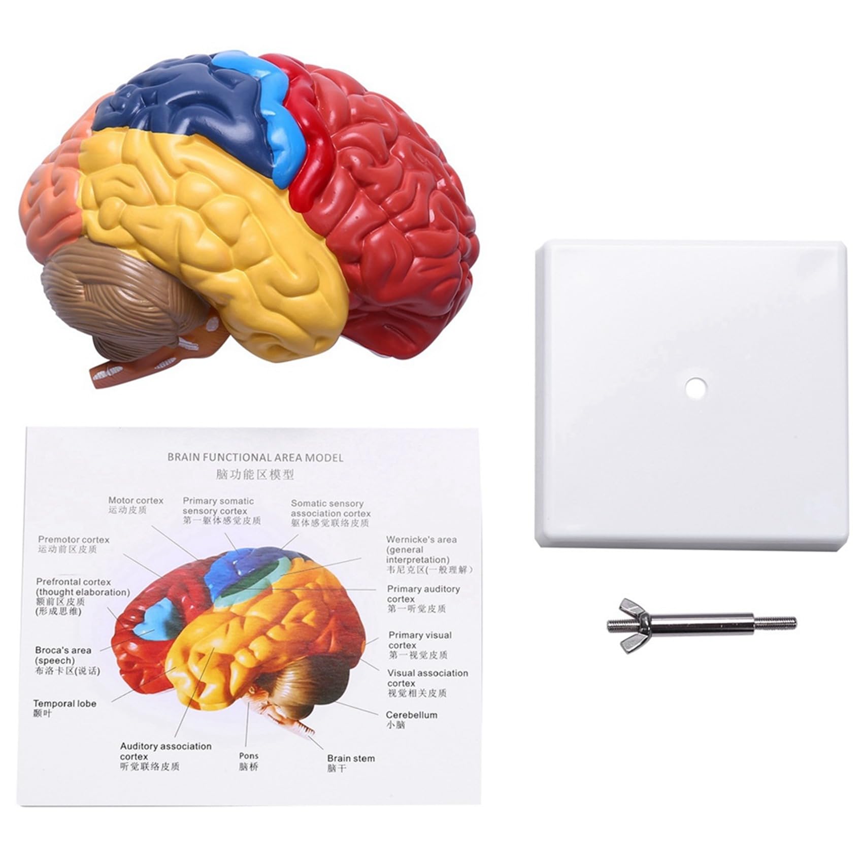 2X Cerebral Anatomical Model Anatomy 1: 1 Mezzo Cervello Brainstem Forniture Mediche per Laboratori di Insegnamento Medico
