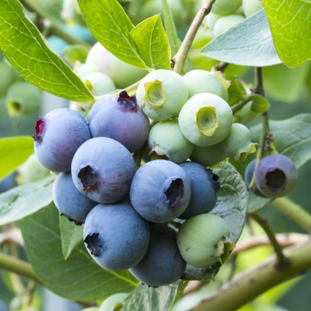 Blueberry 'Patriot' - Organic, Hardy, Heavy-Yielding Variety for Container Growing - Ideal for Patio Gardens and Bountiful Harvests - 1x 1.7 Litre Potted Plant by Thompson and Morgan