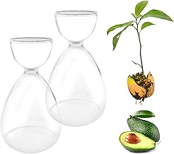 Set di 2 vasi in vetro e starter kit con sementi per la coltivazione domestica dell’avocado, ideale come decorazione per tavolo, ufficio, casa